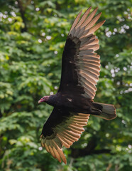 Turkey Vulture in Flight between the Trees