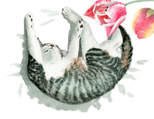 アナログ水彩裏返しになって眠る子猫