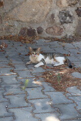 resting stray
