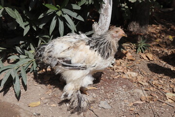 fluffy chicken