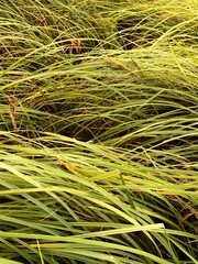 Green sedge. Grass. Animal feed. Plants in the swamp. Fodder plants.