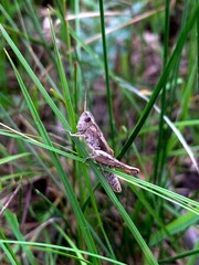 Gomphocerippus rufus. Cricket on green grass. Insect in the grass.