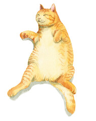 アナログ水彩昼寝する太ったトラ猫