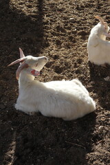 sunbathing goat