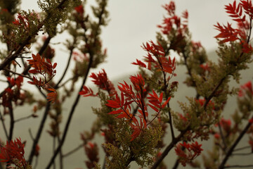 Rhus coriaria, Sicilian sumac plant