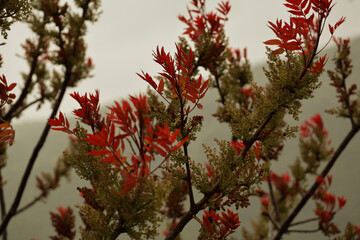 Rhus coriaria, Sicilian sumac plant