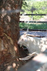 goat and tree
