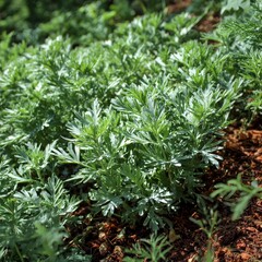 a patch of green wormwood with silvery leaves in a sunny hillside herb garden