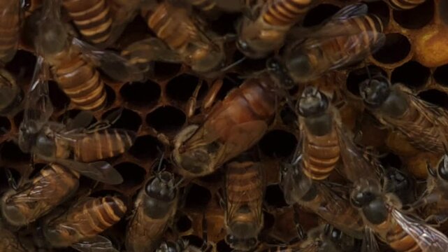 Indian honey bee (Apis cerana indica) colony thrives inside the beehive, macro footage of busy bees working with queen bee in harmony&mdash;collecting nectar, pollen from flowers, storing bee bread in cells