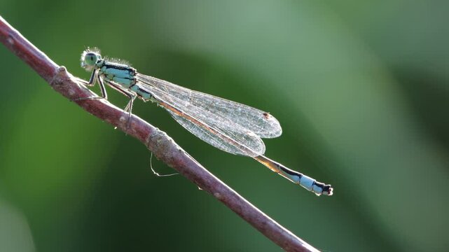 Grosse Pechlibelle (Ischnura elegans)