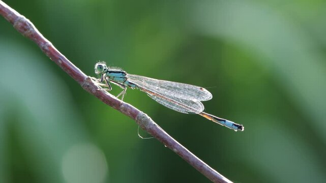 Grosse Pechlibelle (Ischnura elegans)