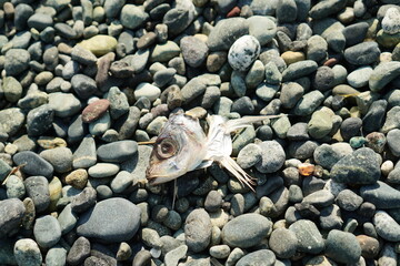 Fish Head on Pebble Beach