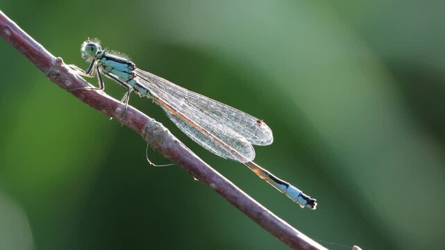 Grosse Pechlibelle (Ischnura elegans)
