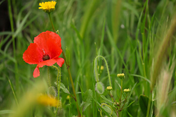 Open bud of red poppy flower in countryside
