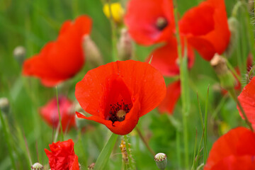 Open bud of red poppy flower in countryside