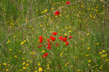 Open bud of red poppy flower in countryside