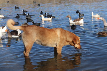 dog in lake