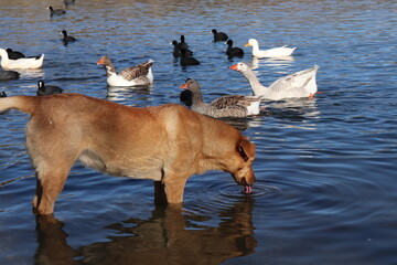 dog in lake