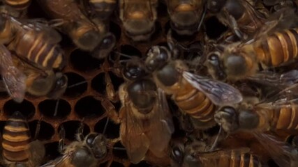 Indian honey bee (Apis cerana indica) colony thrives inside the beehive, macro footage of busy bees working with queen bee in harmony—collecting nectar, pollen from flowers, storing bee bread in cells - Powered by Adobe