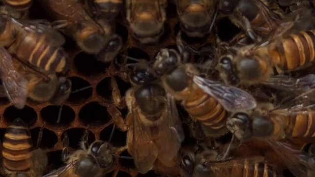Indian honey bee (Apis cerana indica) colony thrives inside the beehive, macro footage of busy bees working with queen bee in harmony&mdash;collecting nectar, pollen from flowers, storing bee bread in cells