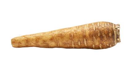 Closeup of a textured tan parsnip with root hairs and a cut end
