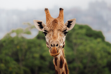 Giraffe at Taronga Zoo in Sydney