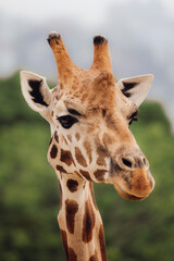 portrait of a giraffe at Taronga zoo
