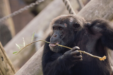 ape eating lunch at Taronga zoo Sydney