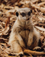 meerkat on guard at Taronga zoo