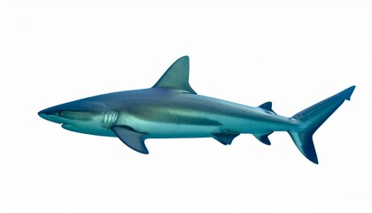 Fototapeta premium Shark isolated on white background swimming underwater