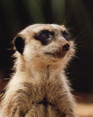 meerkat portrait image at Taronga zoo Sydney