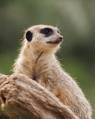 meerkat on the lookout at taronga zoo Sydney