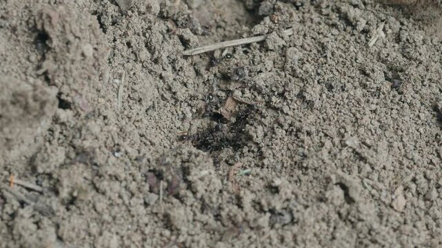 Macro of ants digging a nest in dirt 