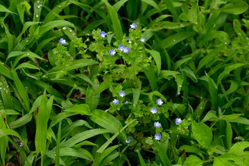 Corn speedwell (Veronica arvensis) flowers. Plantaginaceae plants. Small, blue-purple flowers measuring about 4 mm in diameter bloom from spring to summer.