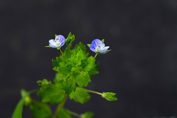 Corn speedwell (Veronica arvensis) flowers. Plantaginaceae plants. Small, blue-purple flowers measuring about 4 mm in diameter bloom from spring to summer.