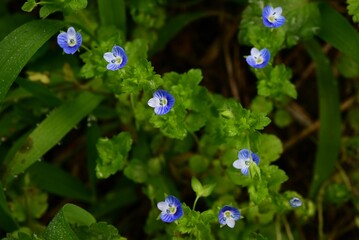 Corn speedwell (Veronica arvensis) flowers. Plantaginaceae plants. Small, blue-purple flowers measuring about 4 mm in diameter bloom from spring to summer.