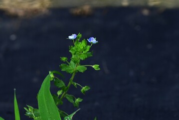 Corn speedwell (Veronica arvensis) flowers. Plantaginaceae plants. Small, blue-purple flowers measuring about 4 mm in diameter bloom from spring to summer.