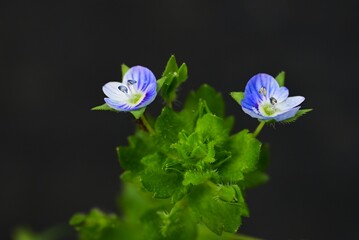 Corn speedwell (Veronica arvensis) flowers. Plantaginaceae plants. Small, blue-purple flowers measuring about 4 mm in diameter bloom from spring to summer.