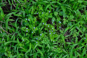 Corn speedwell (Veronica arvensis) flowers. Plantaginaceae plants. Small, blue-purple flowers measuring about 4 mm in diameter bloom from spring to summer.