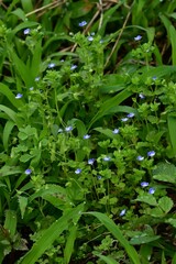 Corn speedwell (Veronica arvensis) flowers. Plantaginaceae plants. Small, blue-purple flowers measuring about 4 mm in diameter bloom from spring to summer.