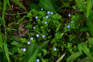 Corn speedwell (Veronica arvensis) flowers. Plantaginaceae plants. Small, blue-purple flowers measuring about 4 mm in diameter bloom from spring to summer.
