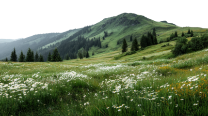 Nature's serenity mountain landscape with wildflowers scenic calm environment peaceful atmosphere cut out png