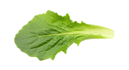 Detailed CloseUp of a Fresh Green Leaf with Serrated Edges