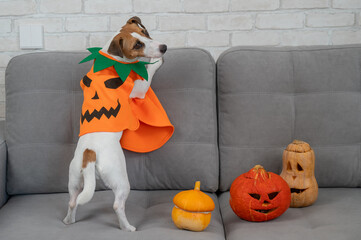 Jack Russell Terrier dog in pumpkin costume next to jack o lantern on sofa. 