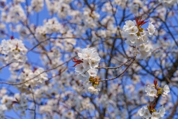 青空バックに見上げる満開の山桜
