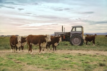 Hereford cattle grazing in field with tractor at sunset