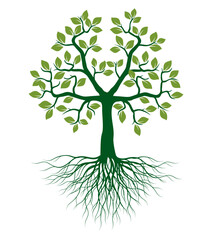 Drawing of a tree with roots, spreading branches and green leaves. Outline illustration on white background
