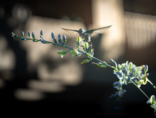 Broad-billed Hummingbird