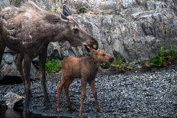 cow and calf