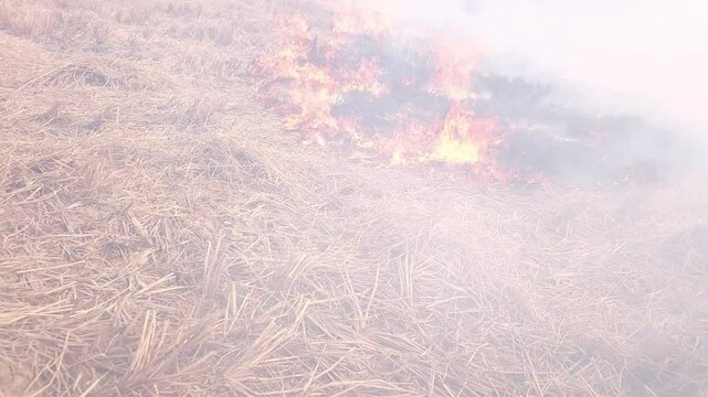Stubble Burning in India( Parali burning), also known as stubble or straw burning, is the practice of setting fire to crop residue left after harvesting, primarily in agricultural regions of India.